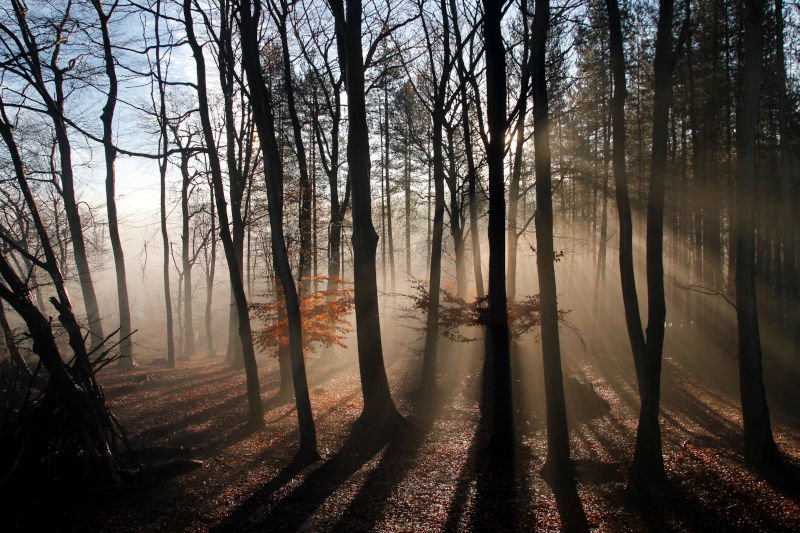 Morning sun rising in Delamere Forest