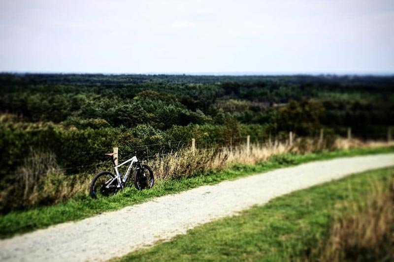 Stationary mountain bike with the forest beyond