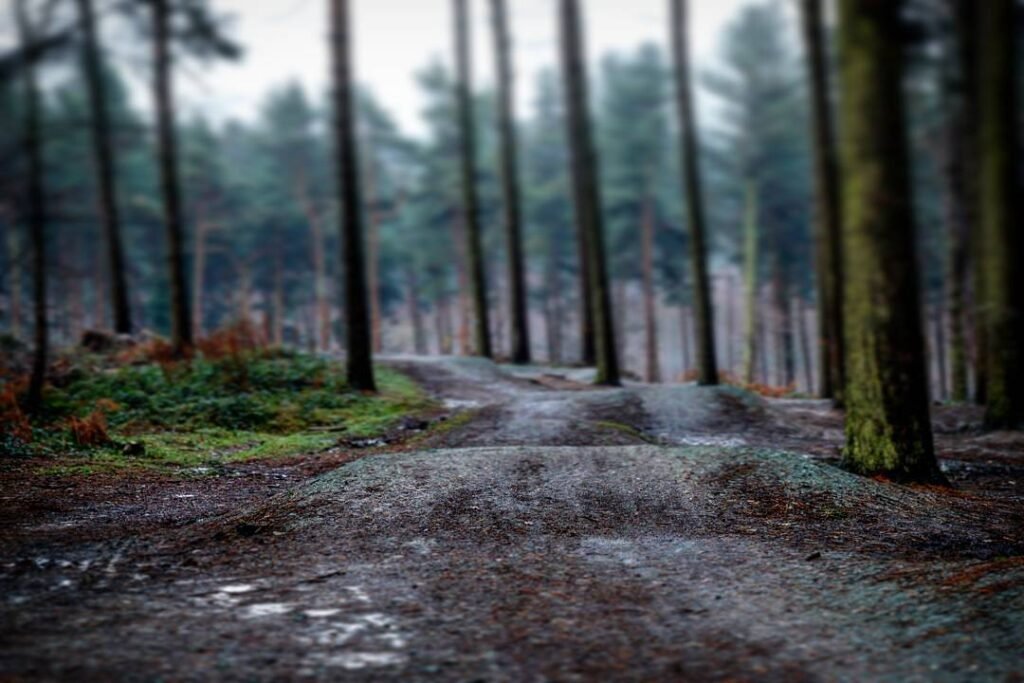 Jumps at Manley Hill Bike Park in Delamere Forest.